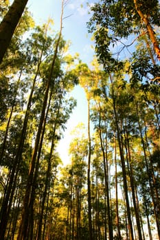 green forest under sunny day