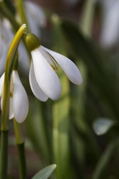 snowdrop