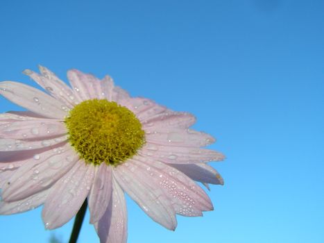 pink camomile with the drops of dew against the background of sky. 