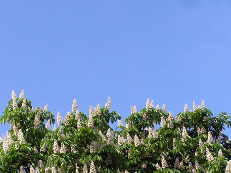 The efflorescent chinquapin tree against the background of sky. in May densely blooms horse chestnut by white color.  