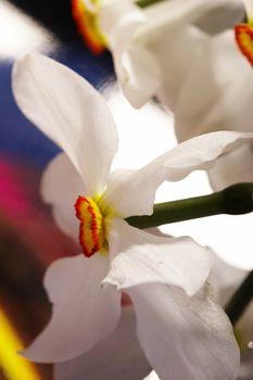 daffodil on colorful background