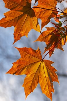 golden maple's leaf