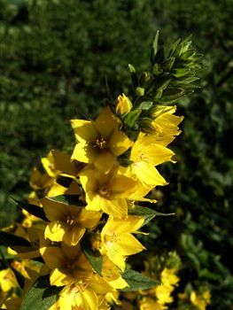 The picture of yellow flowers on a background a foliage is done a large plan