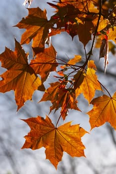 red maple's leaf