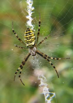 A picture of spider is in the natural terms of dwelling