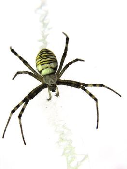 The picture of spider is done on a white background.