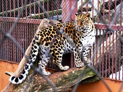 Picture of jaguar through the net of cage in a zoo