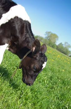 Calf in Pasture.making look younger juicy herb