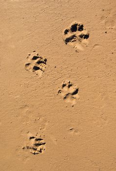 Dog paw print in the beach sand.Background traces of a dog on wet sand