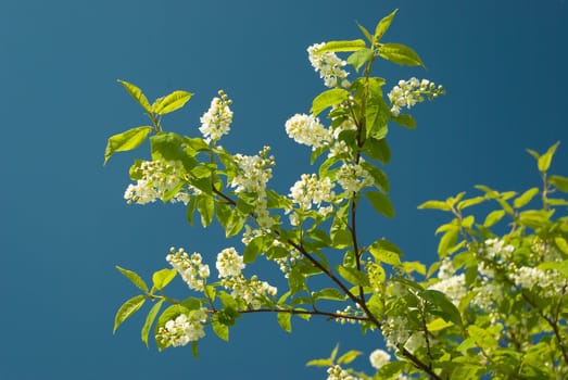 Bird cherry tree.Branch of a blossoming bird cherry against the dark blue sky
