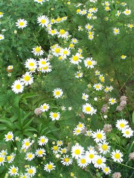 Close up of the little camomiles.