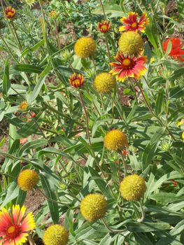 Close up of the red and yellow sun bride blossoms.