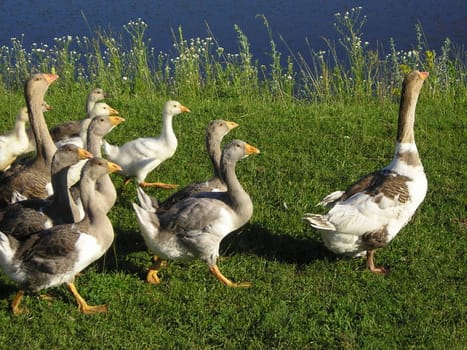 Geese walk on the grass of field to the like to swim.