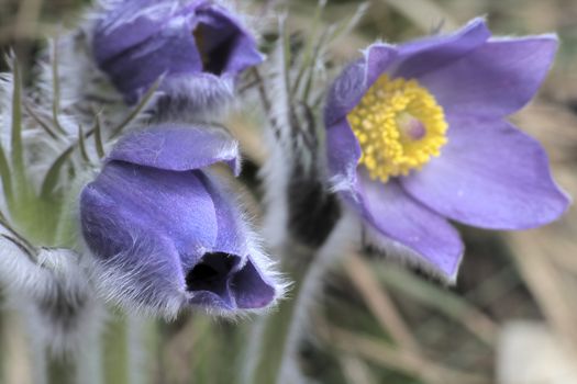 Common pasque flower (pulsatilla vulgaris), one of the earliest flowers in spring