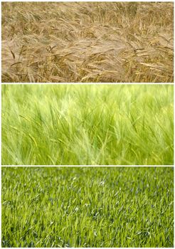 composite picture of a wheat durum field showing the evolution from  Spring to Summer