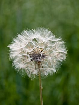 Dandelion with selective focus and green background