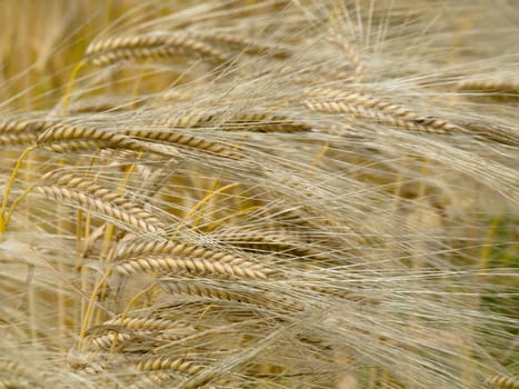 Closeup of a golden wheat field at the end of Spring