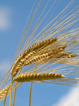 Golden wheat  at spring under blue sky with clouds