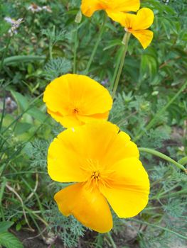 Close up of the yellow poppy blossoms.