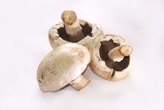 three mushrooms (fungus) on white background