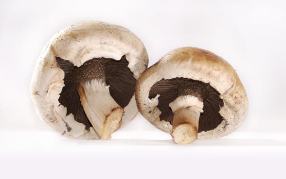 three mushrooms (fungus) on white background