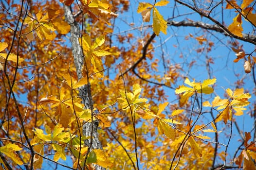 Autumn leaves and clear shiny day. Russian forest on Far East.