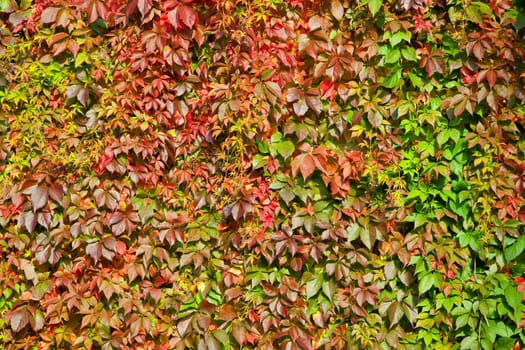 Autumn colorful leaves of ivy