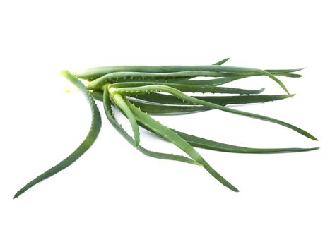 Fresh green aloe on white background