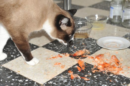 beautiful purebred Siamese cat and heads of shrimps