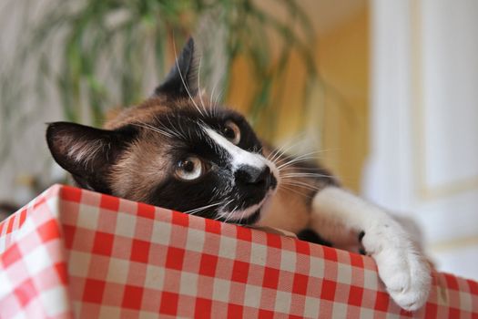 beautiful purebred siamese cat lying down on a table