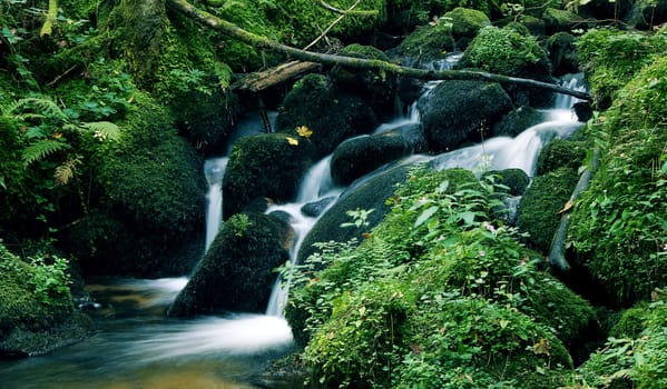 little flowing river in beautiful green natrure