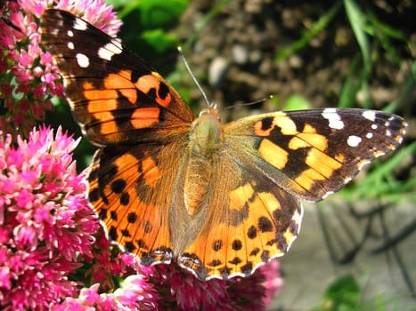 Very near from a colorful butterfly