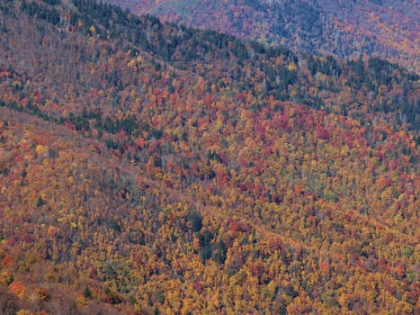 Along the trail in North Carolina. Views along the Art Loeb Trail.