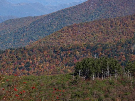 Along the trail in North Carolina. Views along the Art Loeb Trail.