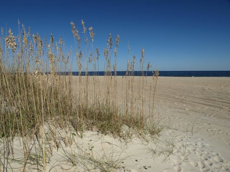 Along the shore in North Carolina