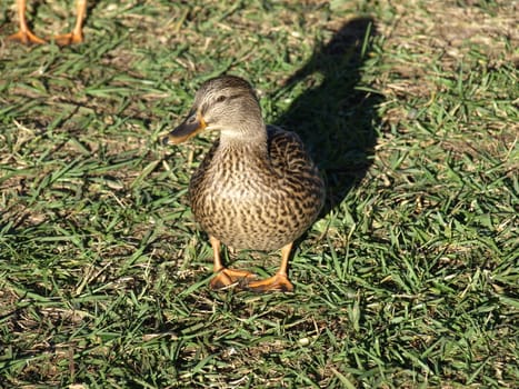 A duck in the grass shown up close