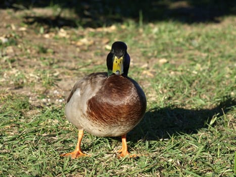 A duck in the grass shown up close