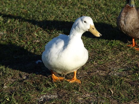 A duck in the grass shown up close