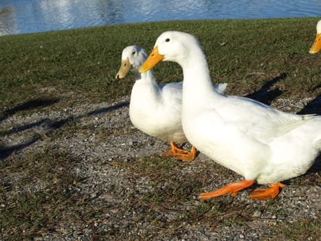 A duck in the grass shown up close