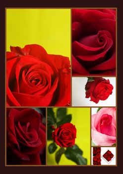 Montage of different red rose flowers collage of pictures