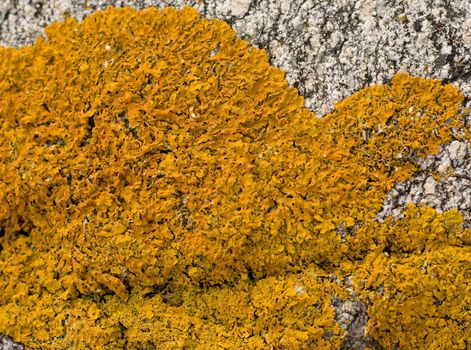 Common orange lichen (Xanthoria parietina) or "shore lichen", "yellow scale", or "maritime sunburst lichen", on white and grey gneiss. 