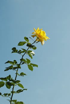 Yellow rose on blue sky background, painting texture