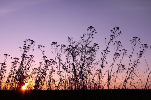 Sunset in the fall (III). Silhouettes of weeds in the foreground. The multicolor glow