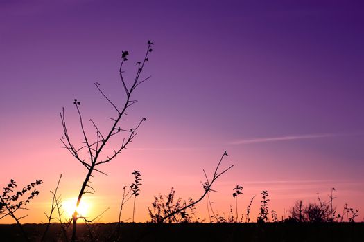 Sunset in the fall (II). Silhouettes of tree and weeds in the foreground. The multicolor glow
