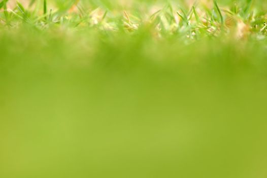 grass abstract photo, only top of the picture is in focus