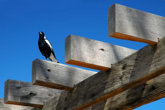 black and white bird sitting on logs, garden detail photo
