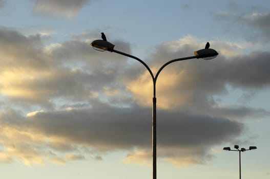 two bird sitting on lantern, cloudy sky in background, dusk