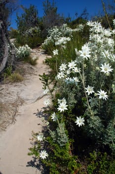 sand footpath through bush land, white flowering flowers