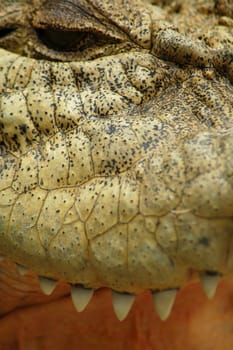 detail photo of saltwater crocodile, teeth, skin, black eye