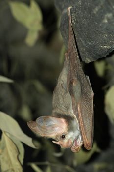 grey bat hanging down with open eyes, leaves background